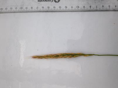 Click for 3 image(s) for this accession. SPIKE